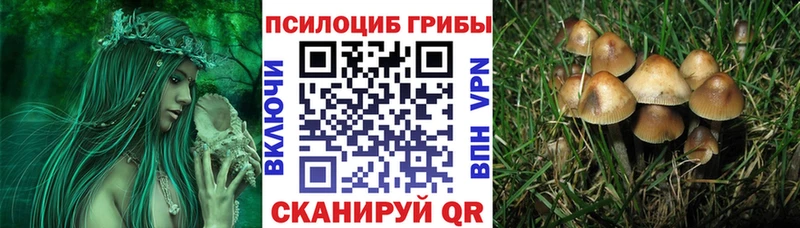 купить наркотик  Георгиевск  Галлюциногенные грибы GOLDEN TEACHER 